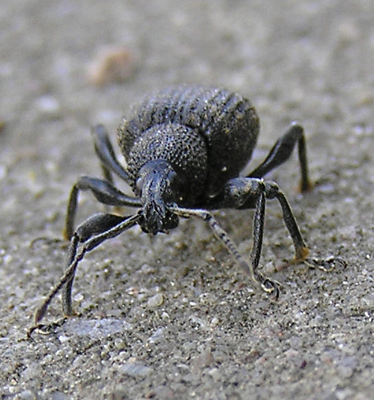Dickmaulrüssler, Otiorhynchus sulcatus